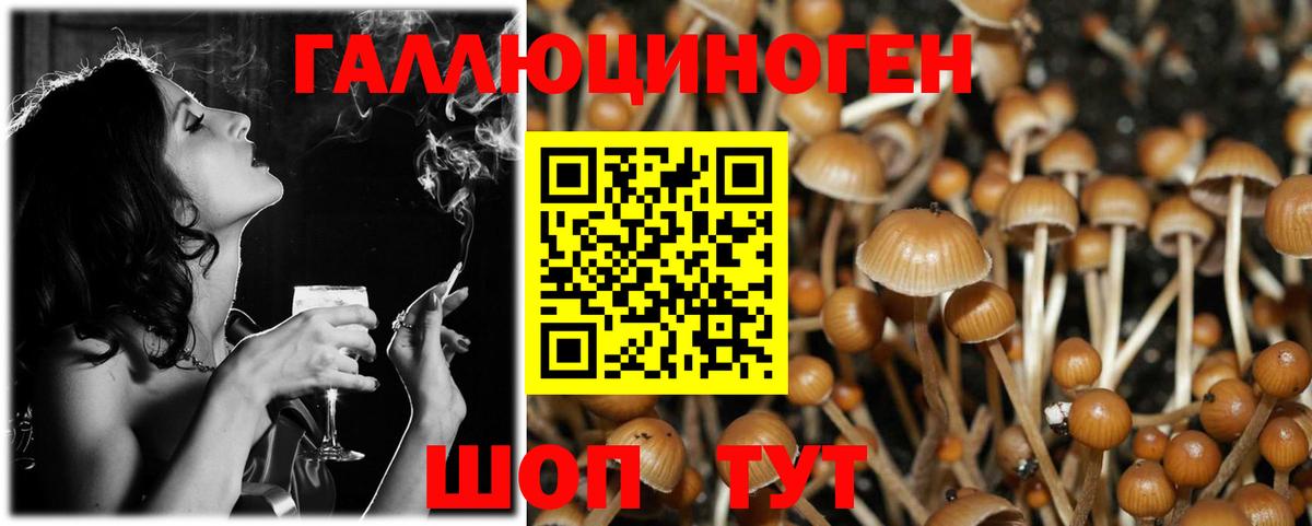 Галлюциногенные грибы Psilocybe Абинск